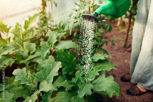 Farmer watering aubergine plants using watering can in greenhouse. Taking care of eggplant seedlings. Gardening