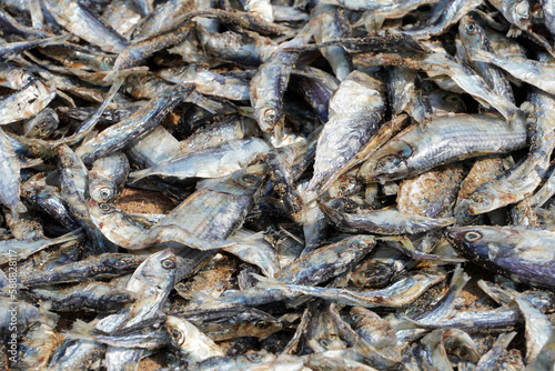 Dried fish on the market. Closeup of abundance of small dry fishes kept in the market for sale in Chennai, Tamilnadu.