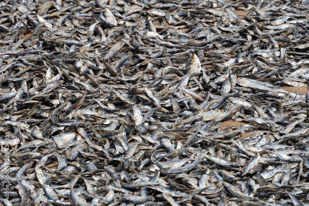 Dried fish on the market. Closeup of abundance of small dry fishes kept in the market for sale in Chennai, Tamilnadu. Dried fish on the market. Closeup of abundance of small dry fishes kept in the market for sale in Chennai, Tamilnadu.