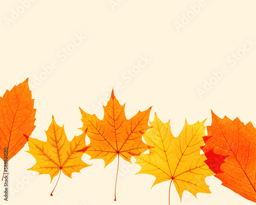 Close up autumn red yellow maple leaves with natural texture on beige background, copy space. Natural fallen autumn leaf as minimal backdrop. Beautiful fall leaves, autumnal herbarium