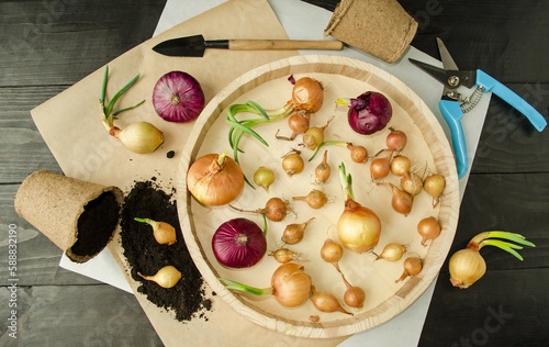 On a wooden table, onion sets prepared for planting in the ground, auxiliary garden accessories pruner, spatula.  The concept of spring preparation for the garden season.