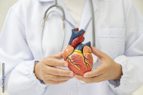 Doctor hand holding heart model anatomy human body model on white background.Teacher demonstrating part of human body model with organ system for health student study in university.Human heart model.
