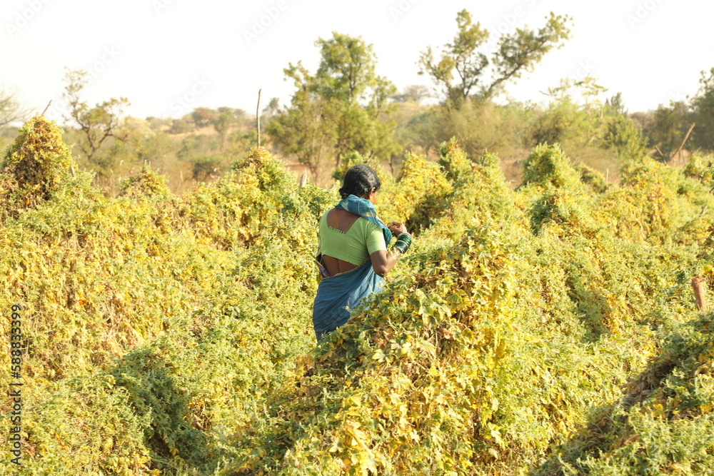 Agriculture Women Agriculture Women