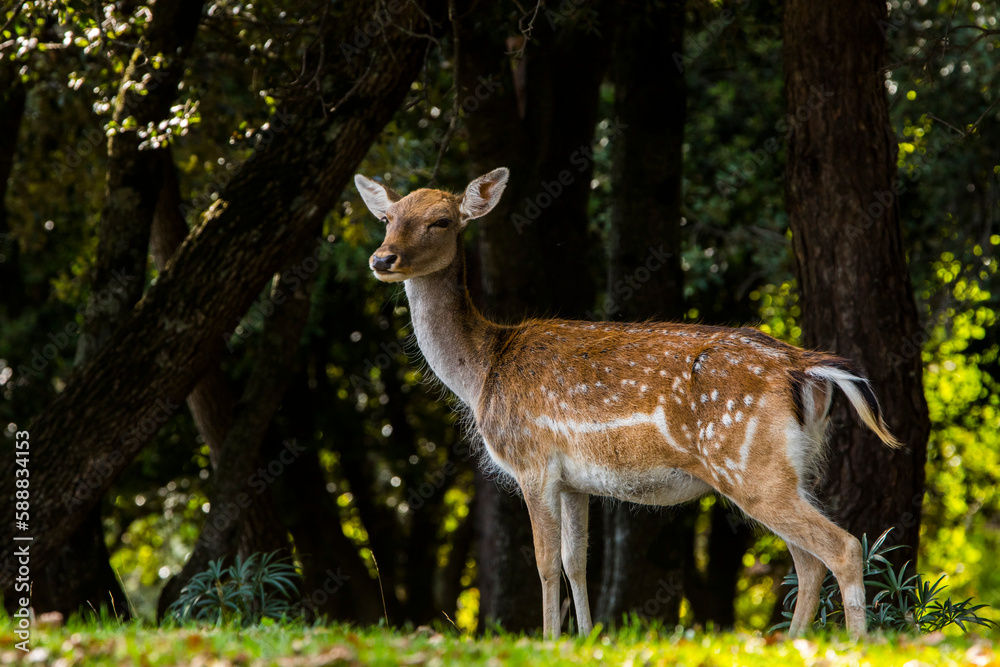 Fallow deers in La Garrotxa, Girona, Pyrenees, northern Spain. Europe Fallow deers in La Garrotxa, Girona, Pyrenees, northern Spain. Europe