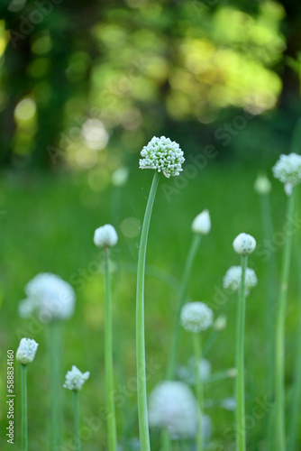 closeup the bunch ripe green onion plants with seeds growing in the farm over out of focus green brown background.