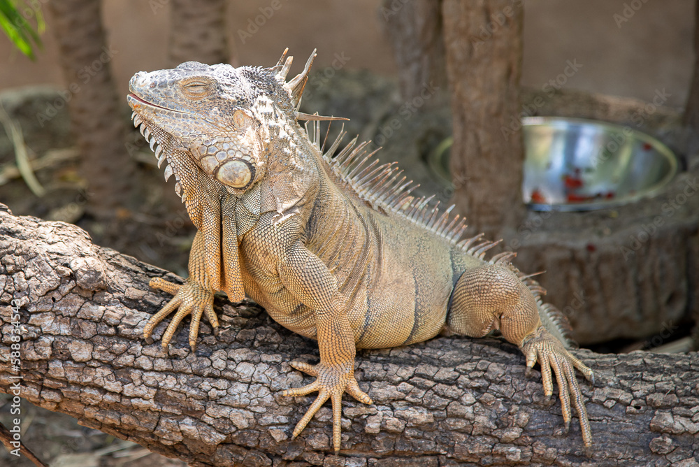 close up of iguana