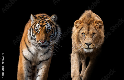 Close up face tiger and lion isolated on black background