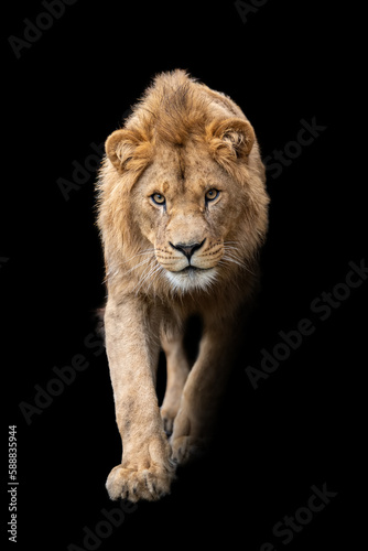 Close up detail portrait of big male lion on black background