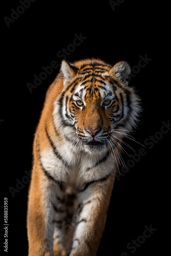 Close up face tiger isolated on black background
