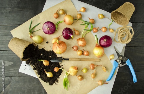 On a wooden table, onion sets prepared for planting in the ground, auxiliary garden accessories pruner, spatula.  The concept of spring preparation for the garden season.