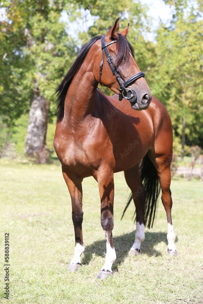 Obraz premium Beautiful young stallion posing at rural animal farm