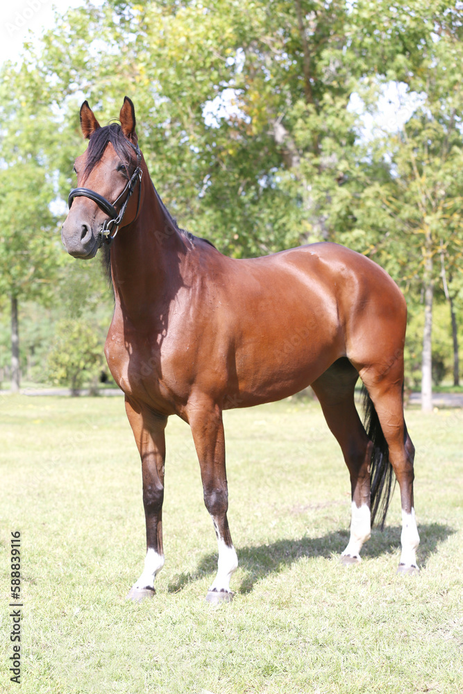 Obraz premium Beautiful young stallion posing at rural animal farm
