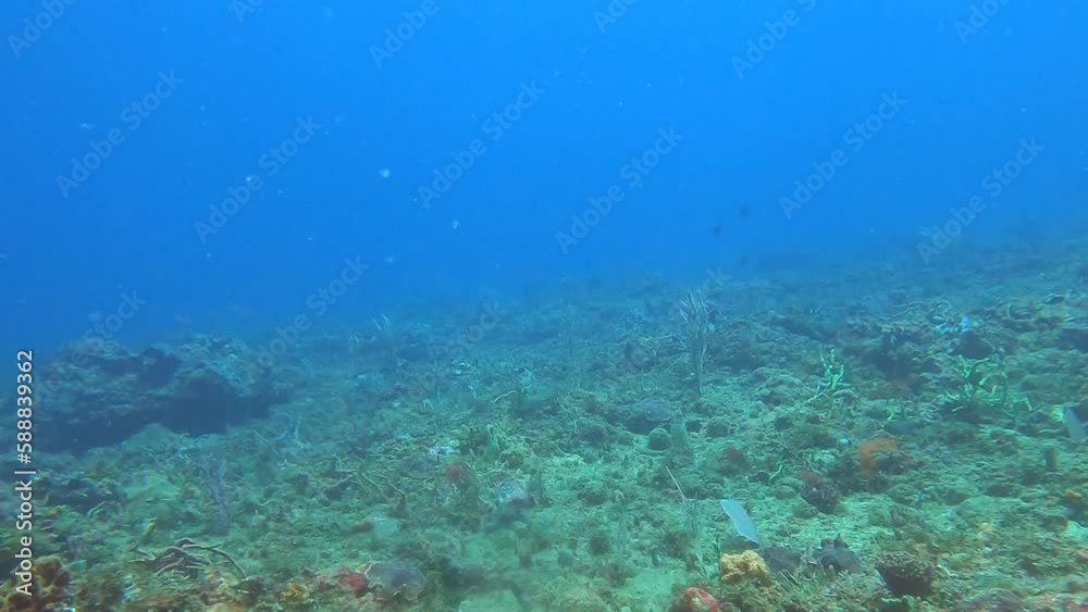 scuba diving in the ocean scuba diving in the ocean