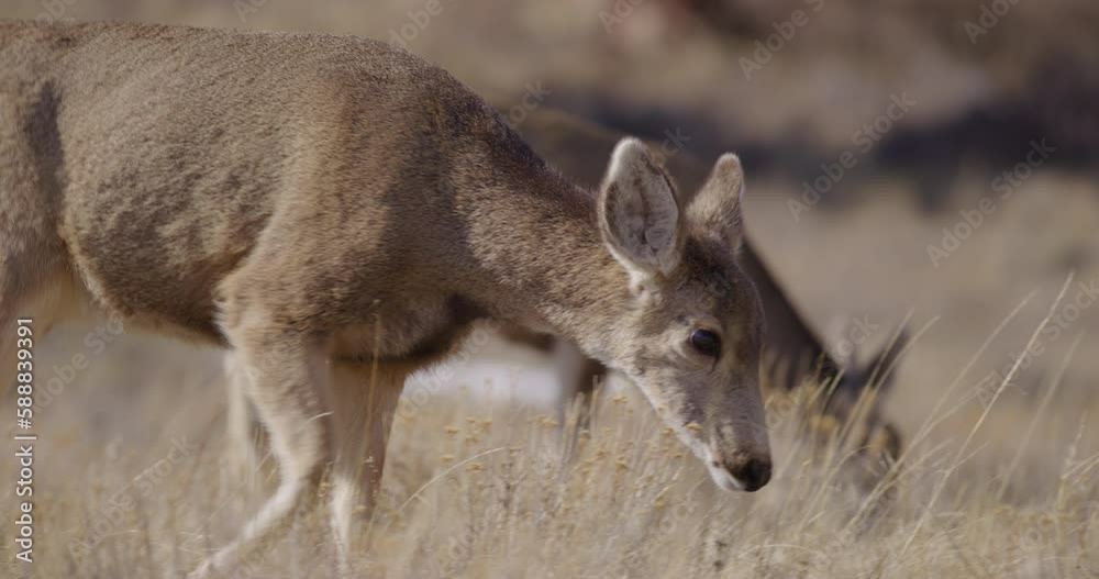 Deer in Mountains Grazing in Sunshine
Deer in Mountains Grazing in Sunshine