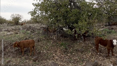 Cows on Mount Megido in Israel. Happy dairy cows grazing in the grass. Rural scene. Well-fed, well-groomed cows and calves.  photo