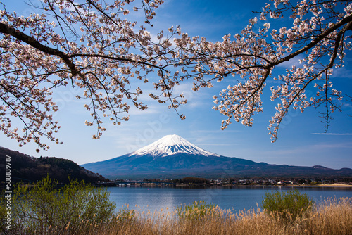 河口湖から富士山と桜 © 文明 金本