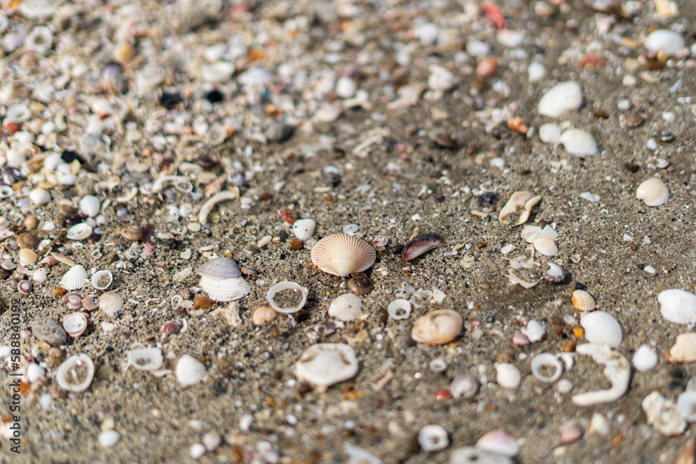 Shells on sand natural design of nature Shells on sand natural design of nature
