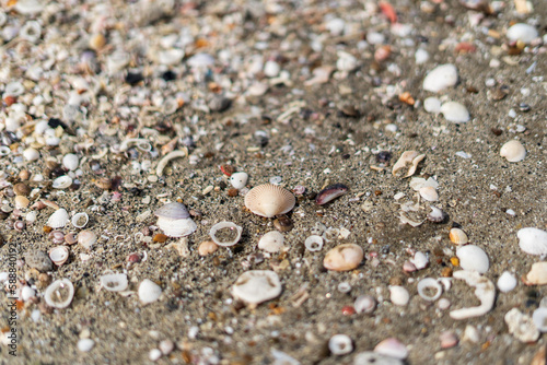 Shells on sand natural design of nature