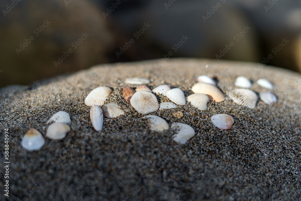 Seashells on the sand for sea summer vacation background Seashells on the sand for sea summer vacation background