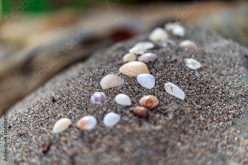 Seashells on the sand for sea summer vacation background