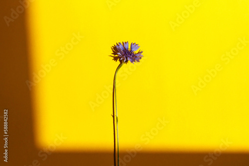 Blue flower on yellow background flat lay in sunlight. Floral card template with space for text. Cornflower blooming. Minimal creative floral wallpaper  summer wildflower