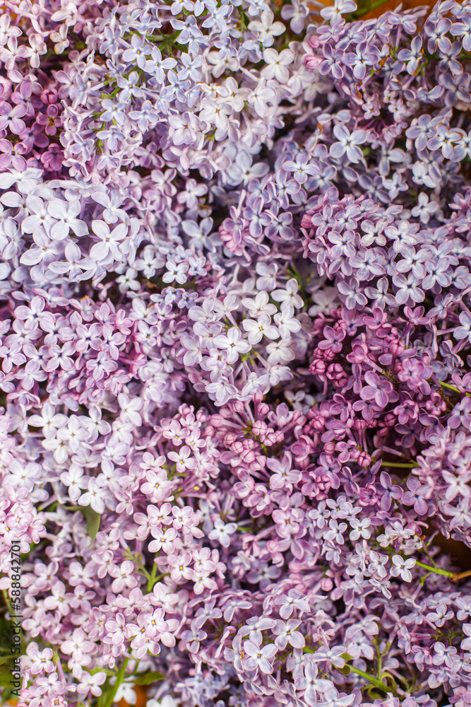 Beautiful lilac flowers flat lay on wooden background. Pink and purple lilacs wallpaper. Floral image