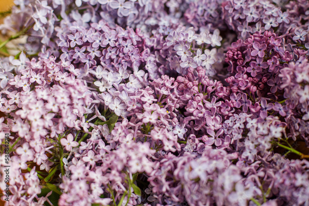 Beautiful lilac flowers on wooden background. Pink and purple lilacs wallpaper. Floral image Beautiful lilac flowers on wooden background. Pink and purple lilacs wallpaper. Floral image