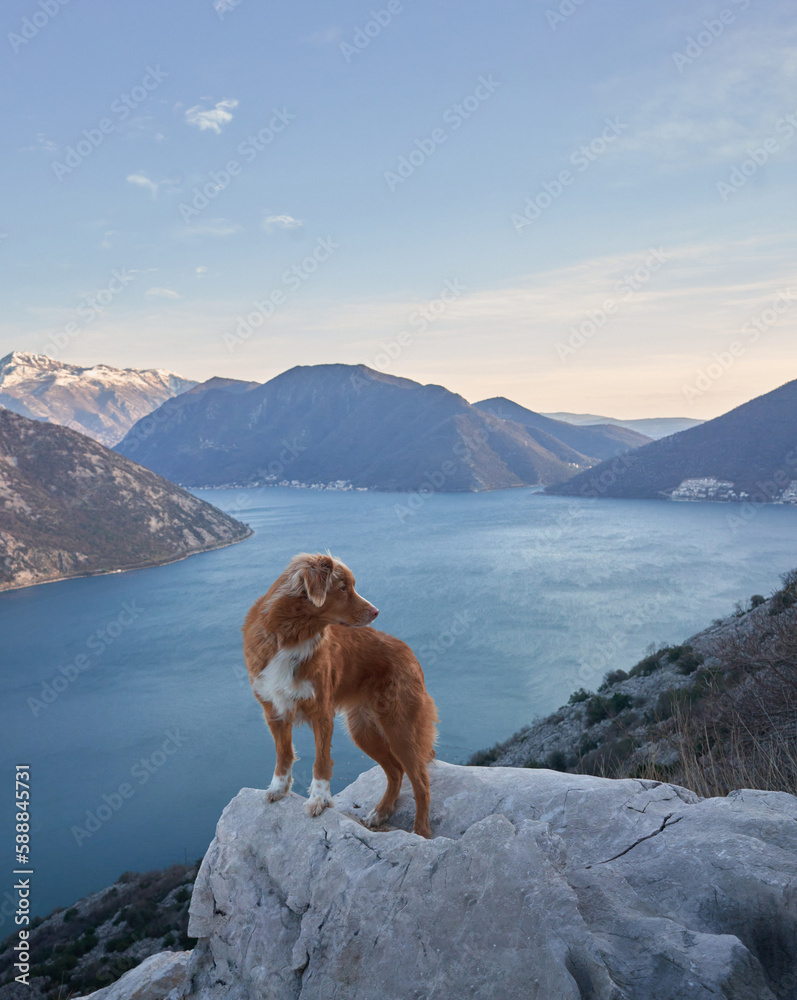 The dog stands in the mountains on sea bay and looks at the peaks. Nova Scotia duck retriever in nature, on a journey. Hiking with a pet