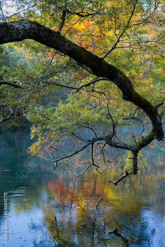 a tree branch in autumn sitting in the water, a tree reflects in a body of water, trees reflected in small pond or river, twisted branches, aquamarine and amber, a man hangs over a river with trees ar