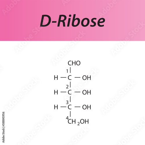 Straight chain form chemical structure of D-Ribose sugar. Scientific vector illustration on white and pink background, carbon numbering.