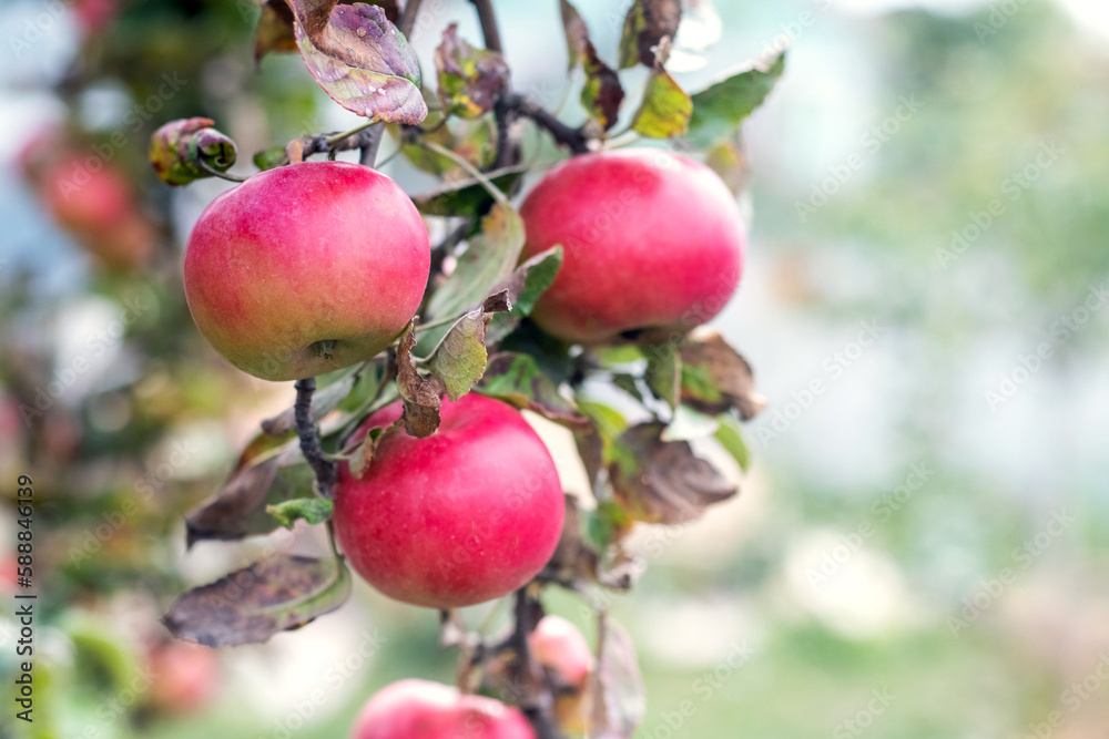 Branch of an apple tree with red ripe apples in the garden on a blurred background