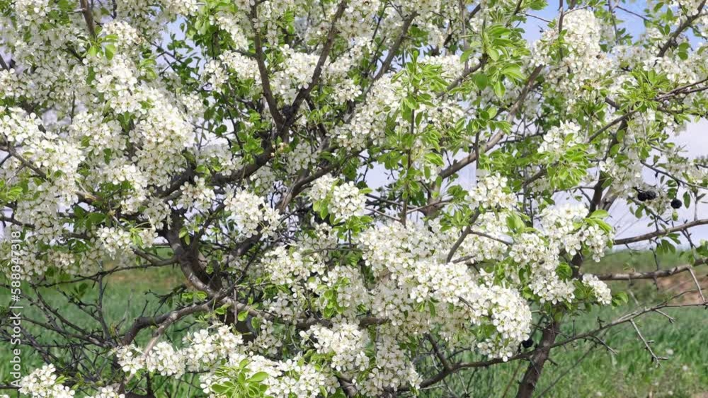 White flowers on a pear tree. Japanese pear blossoms. Rosaceae deciduous fruit tree. White flowers bloom from March to April and bear fruit in autumn. 4K video shooting. White flowers on a pear tree. Japanese pear blossoms. Rosaceae deciduous fruit tree. White flowers bloom from March to April and bear fruit in autumn. 4K video shooting.