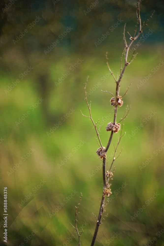 Dry plant bush with thin branches growing in spring field. Dry plant bush with thin branches growing in spring field.