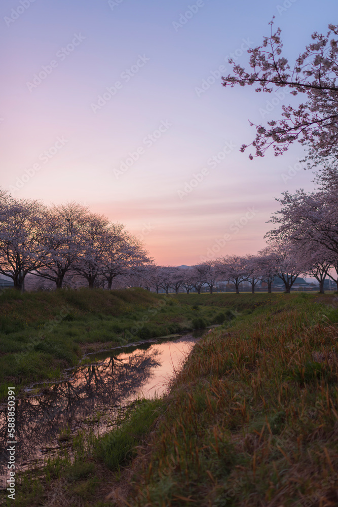 朝焼けの空と草場川の桜並木