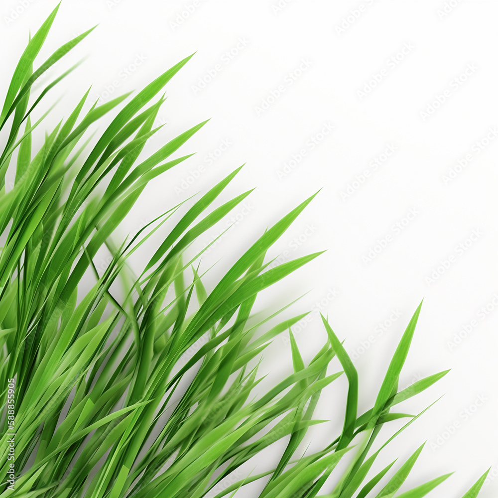 grass in a field grass in a field