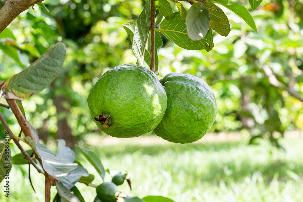 Cultivation of guavas in Valle del Cauca Colombia. The Union Valley. Cultivation of guavas in Valle del Cauca Colombia. The Union Valley.