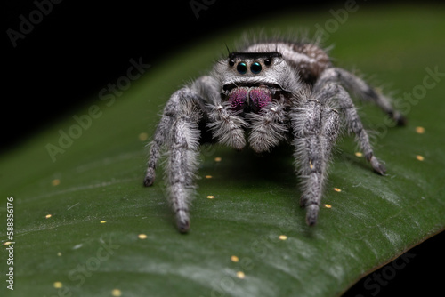 white jumping spider close up macro leaf