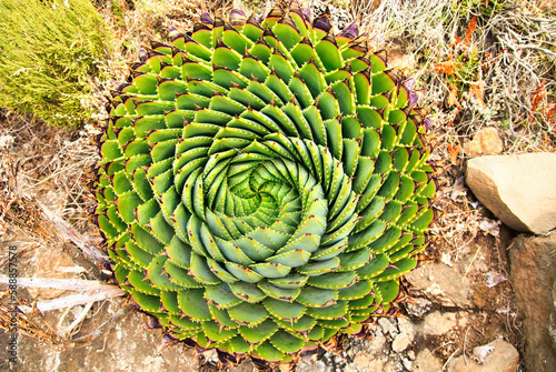 Spiral Aloe Aloe polyphylla the national plant of Lesotho photo
