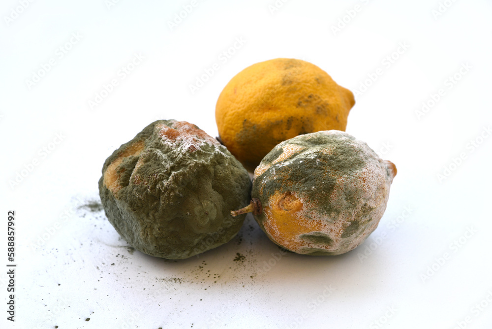 Moldy rotten fruit. Lemons, contaminated by greenwhite fungus, closeup isolated on white