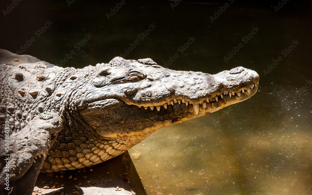 Fototapeta premium Large Nile crocodile (Crocodylus niloticus) in Egypt on the banks of the Nile
