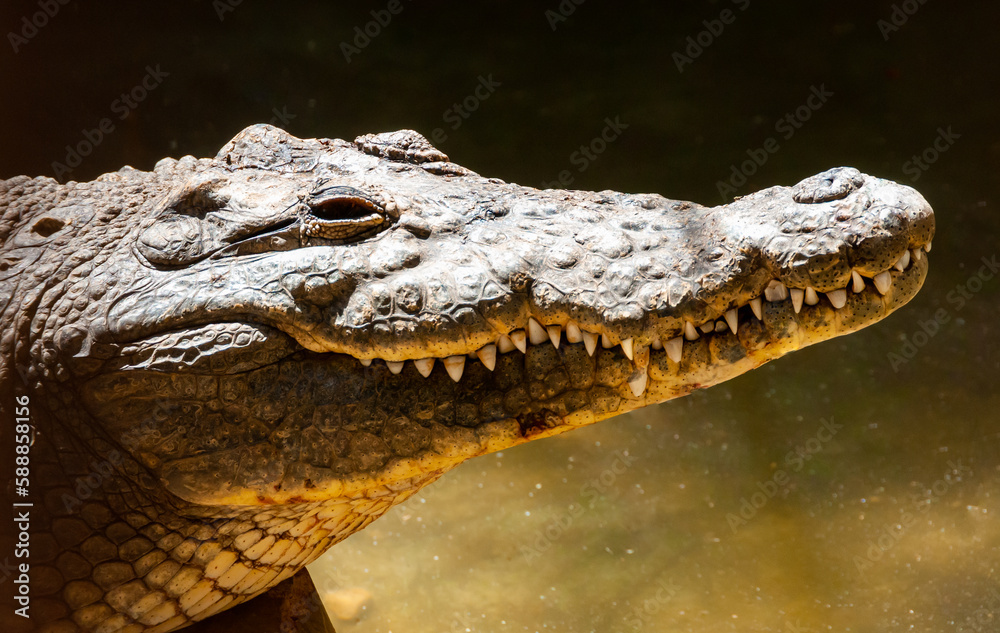 Obraz premium Large Nile crocodile (Crocodylus niloticus) in Egypt on the banks of the Nile