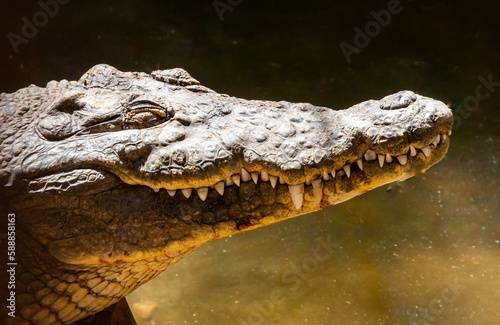 Large Nile crocodile (Crocodylus niloticus) in Egypt on the banks of the Nile photo