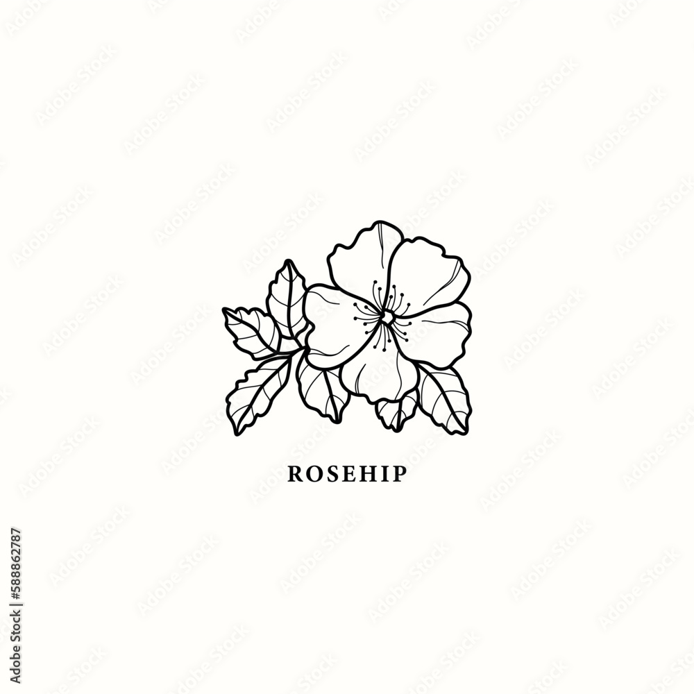 Line art rosehip blossom illustration