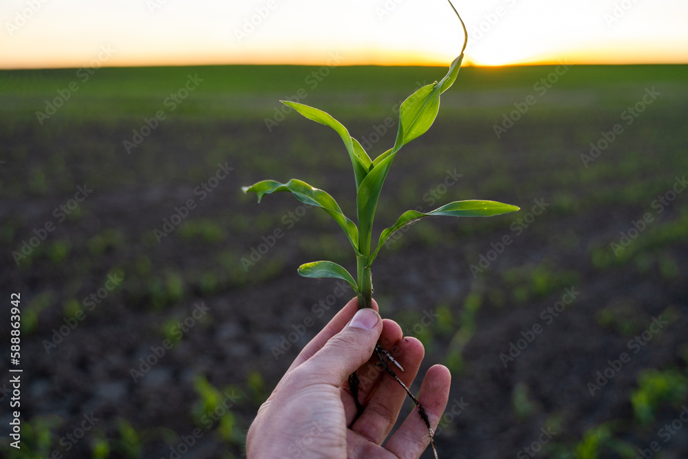 © Volodymyr_sh - Farmer holding corn sprout with root and researching plant growth. Examining young green corn maize crop plant in cultivated agricultural field. © Volodymyr_sh - Farmer holding corn sprout with root and researching plant growth. Examining young green corn maize crop plant in cultivated agricultural field.