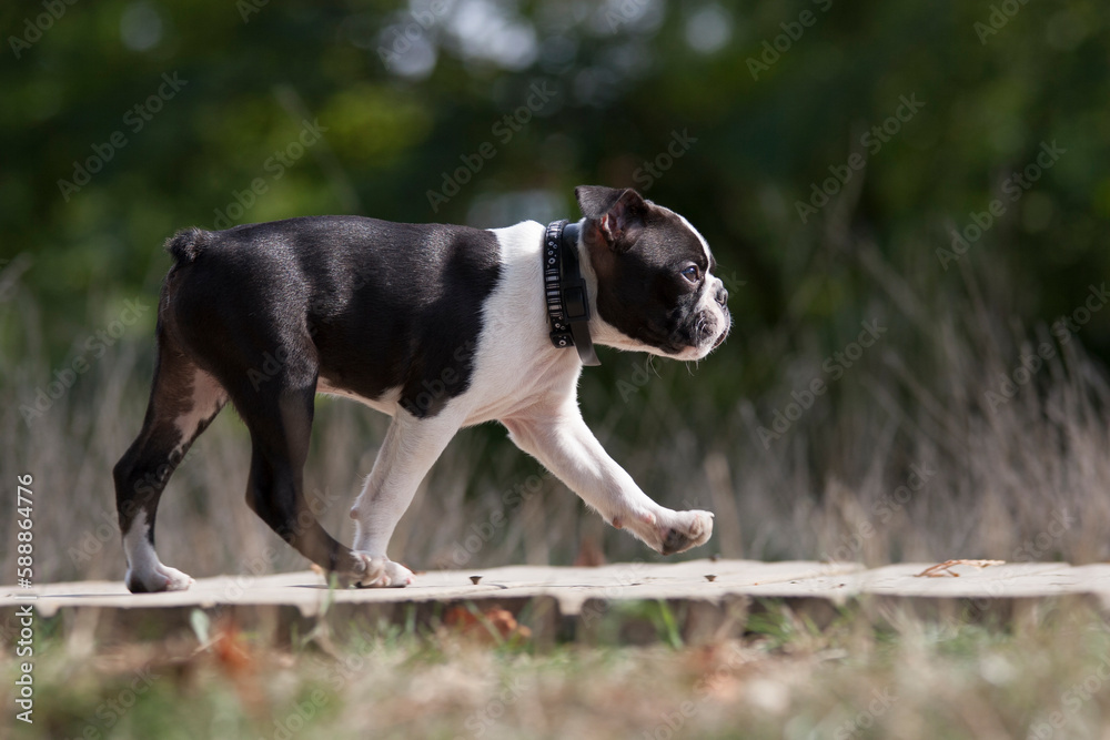 Outdoor portrait of a purebred 4-month-old Boston  Terrier during a walk in a park. He walks straight ahead to join his owners. This is the beginning of the work of dog education.