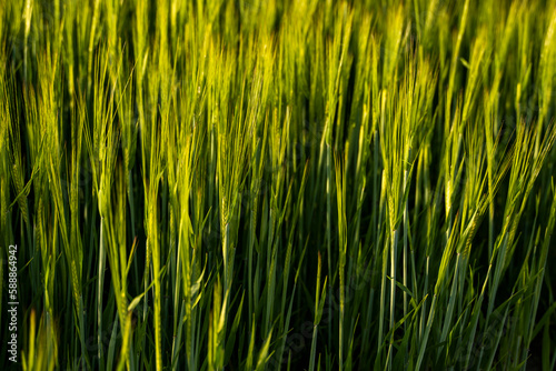 Barley field. View on fresh ears of young green barley in spring summer field close-up.