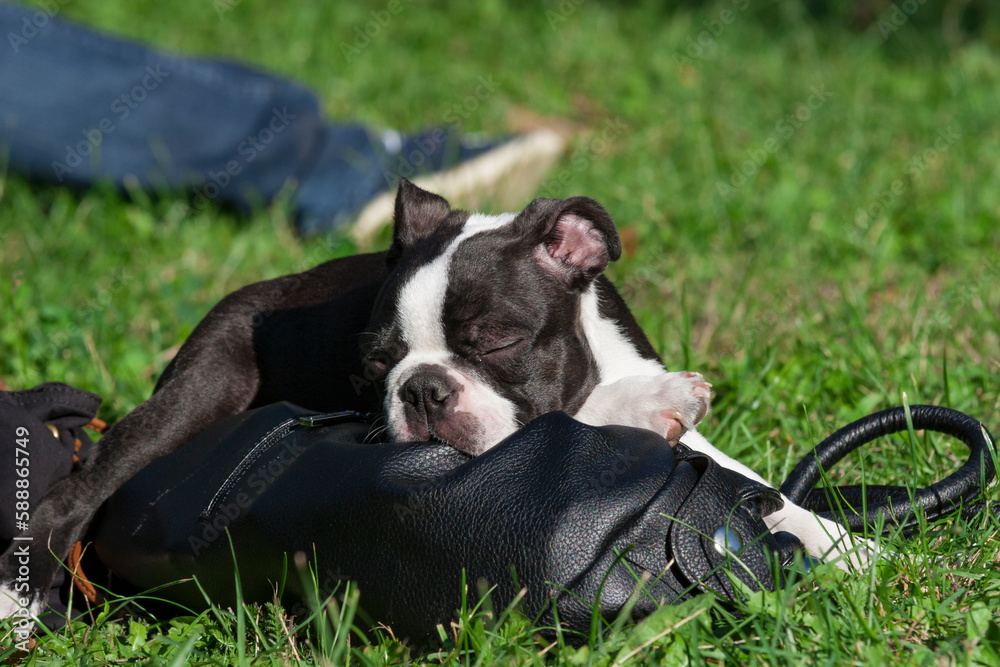 Young purebred  Boston Terrier very tired sleeps on a bag. 4-month-old purebred Boston Terrier puppy sleeps after playing in the park. Boston Terrier puppy outdoor head portrait.
