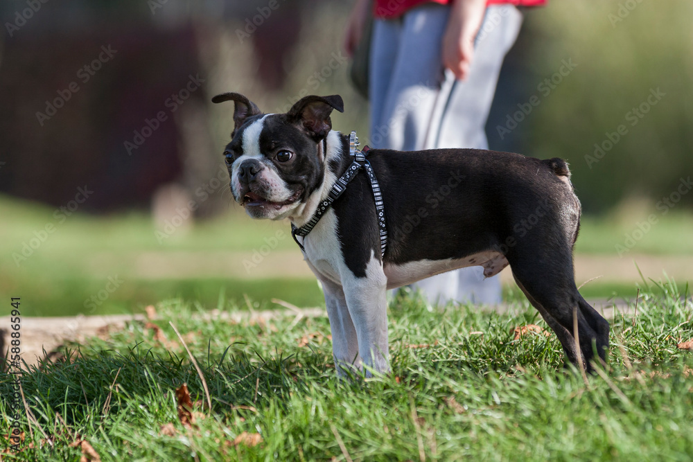 Young Boston Terrier at a stop during a walk in the park looks towards the other dogs. Purebred Boston Terrier in a park during a walk.