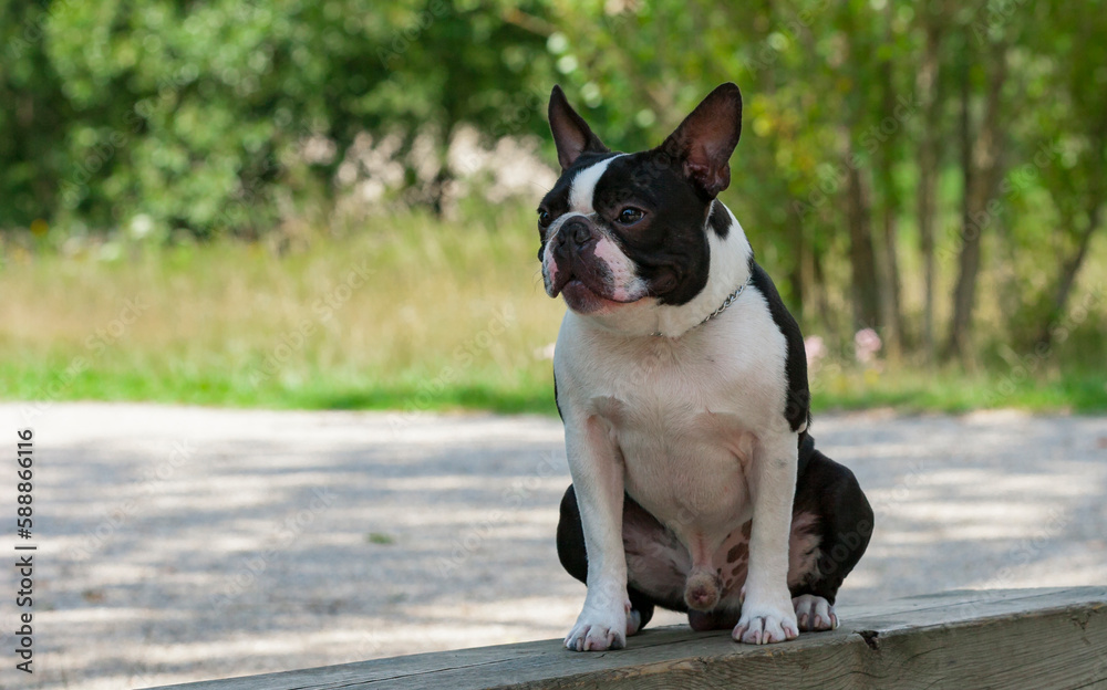 Outdoor head portrait of a purebred Boston Terrier puppy with cute facial expression. Young Boston Terrier sitting on a bench in a park.