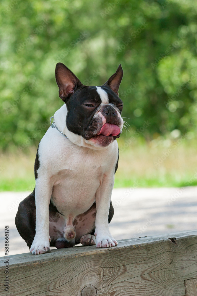 Outdoor head portrait of a purebred Boston Terrier puppy with cute facial expression. Purebred Boston Terrier pupy sitting on a bunch in a park.
